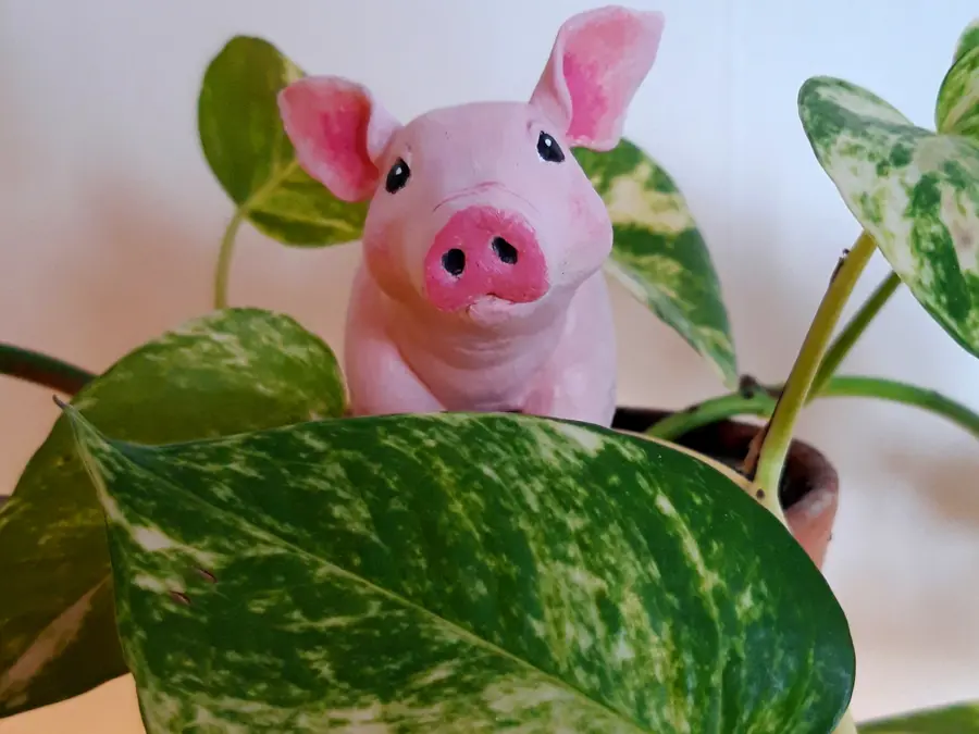 Grisen sitter i en krukväxt.